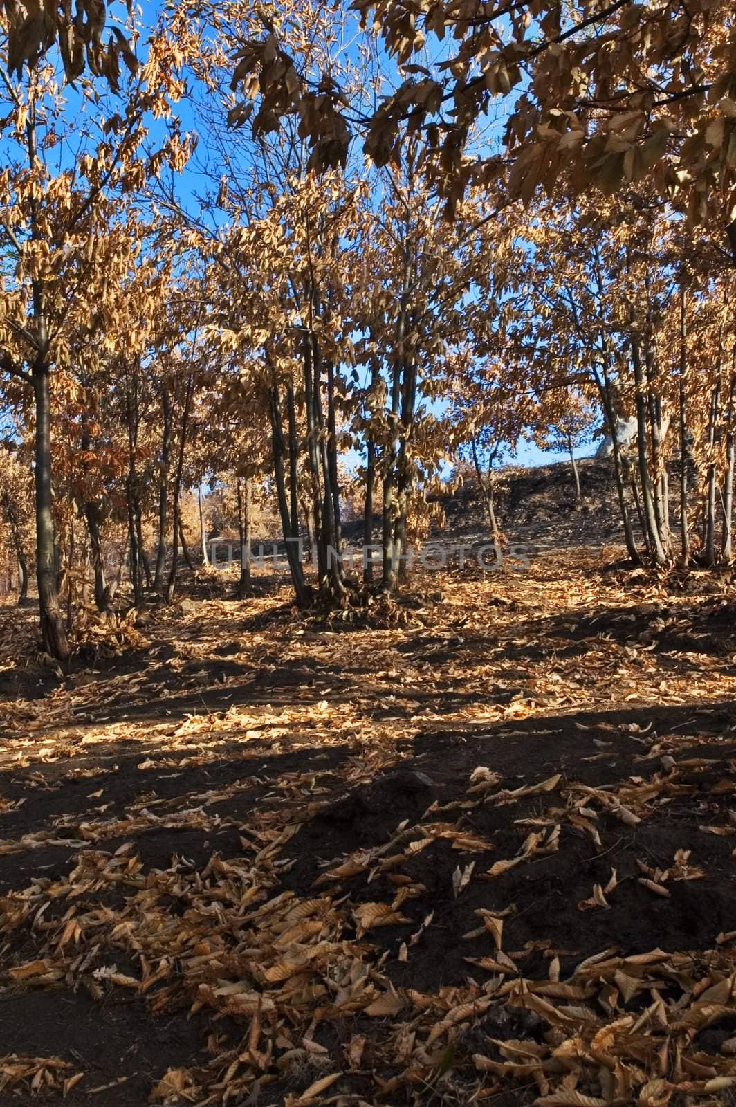 Burned out wood trees