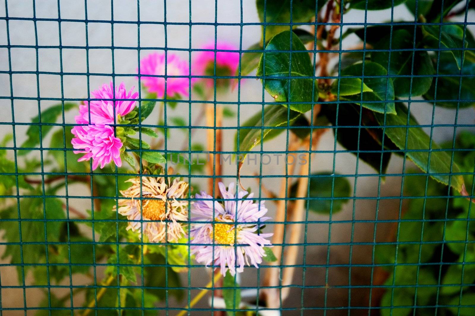 Flowers sticking out from a wire fence