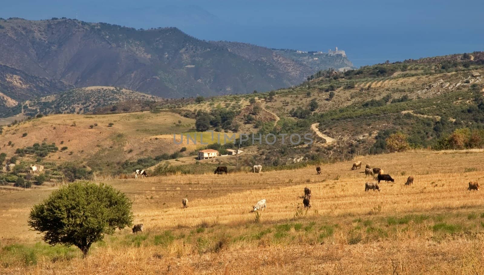 Cows in Sicilian countryside near Tindari