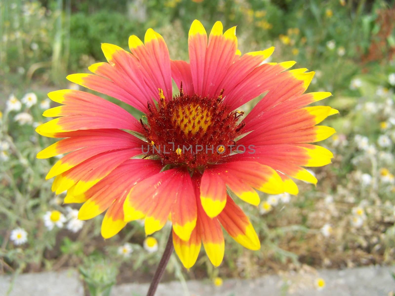 Close up of the red and yellow colored helenium.