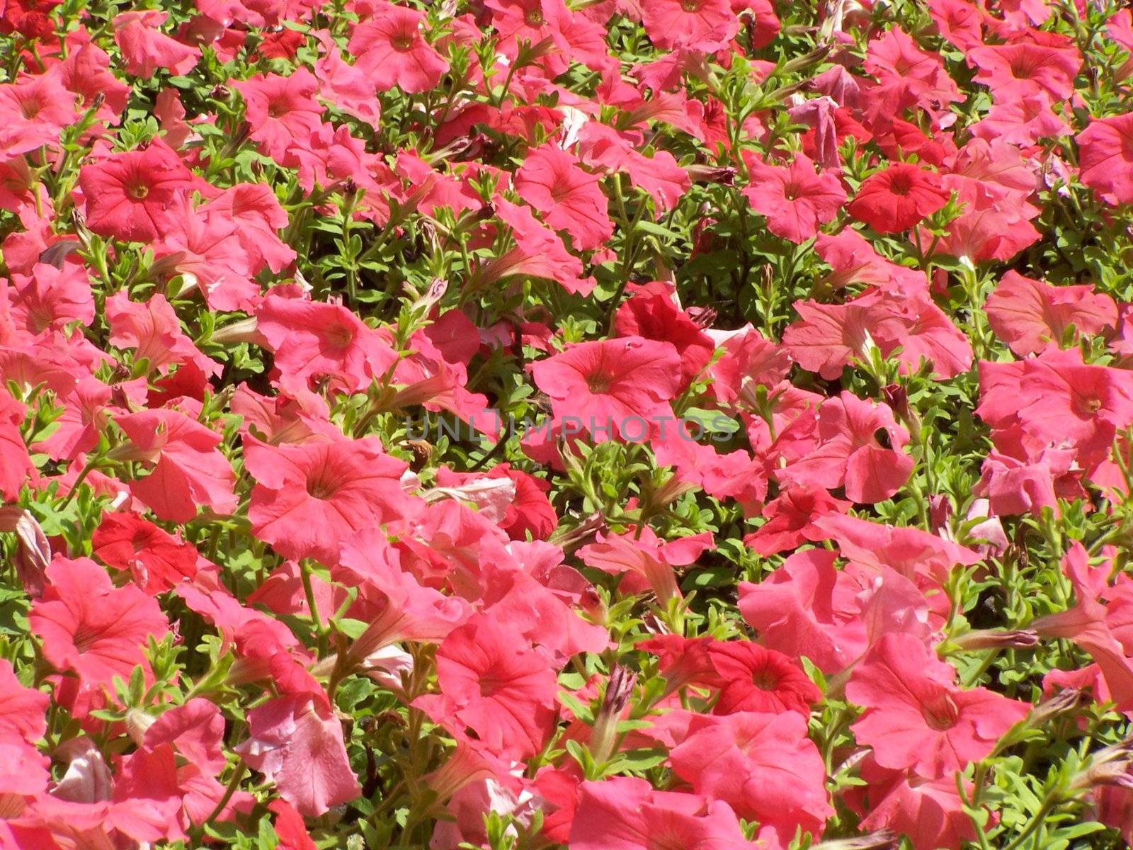 Tender pink petunia blossoms for the background.