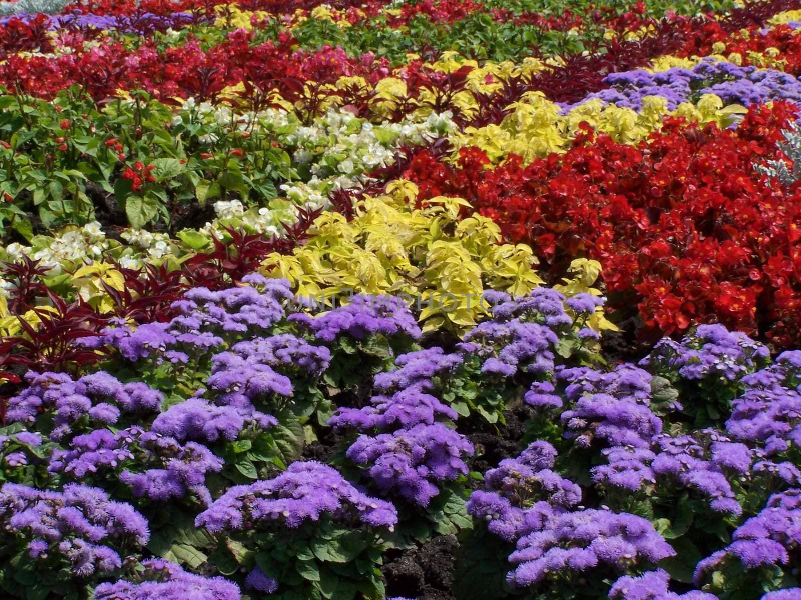 Different colors of blossoms at the flower-bed.