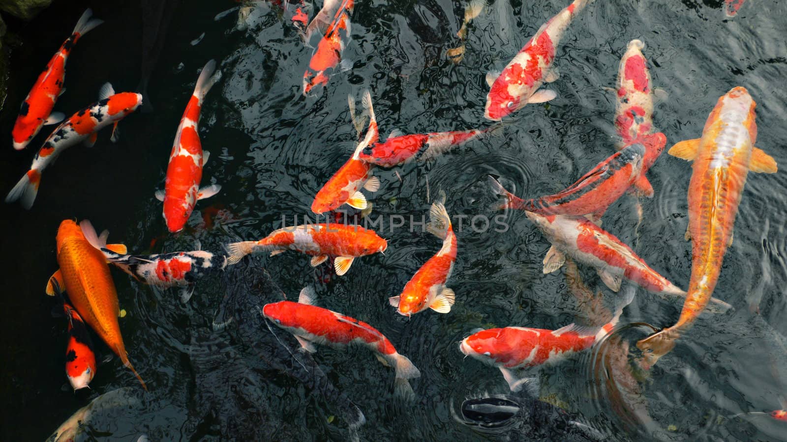 red carp 'koi' fishes in japanese pond