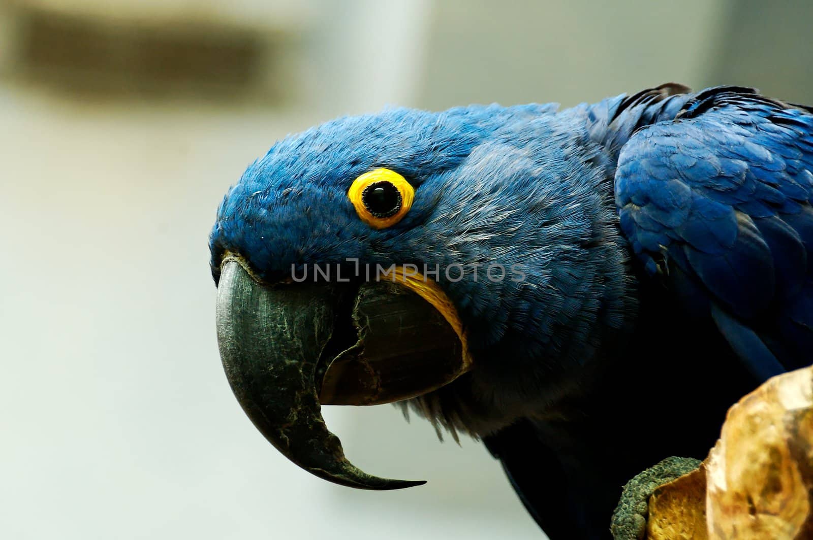 colorful tropical bird parrot in Warsaw Zoo 