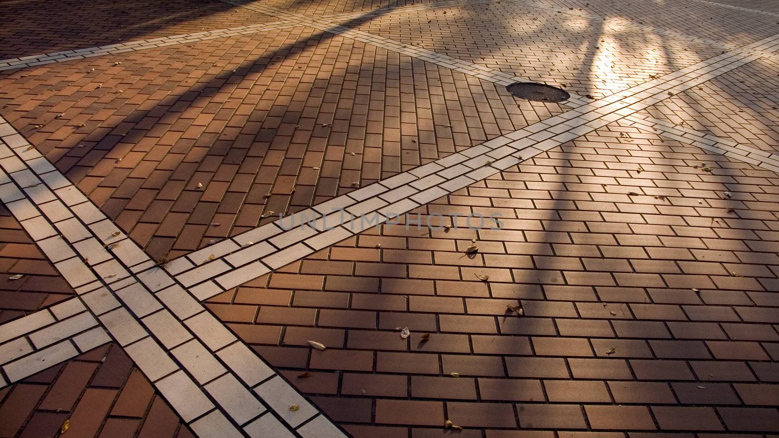 autumnal background of city's colorful pavement with long bare trees shadows and fallen leaves