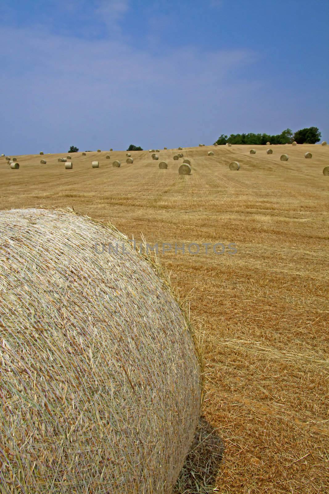 Bale of hay on a golden field under blue sky