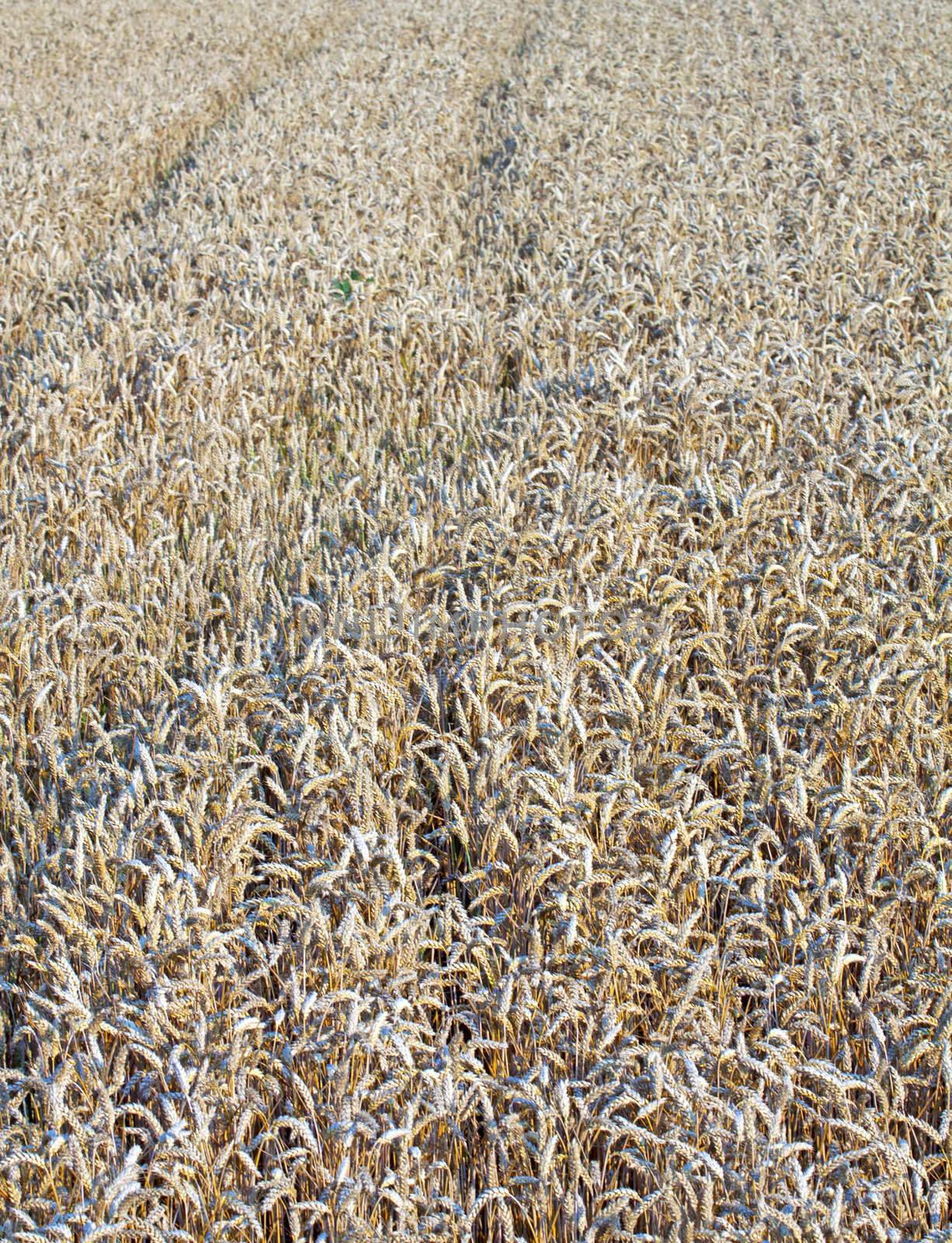 Close up of a field of wheat ears