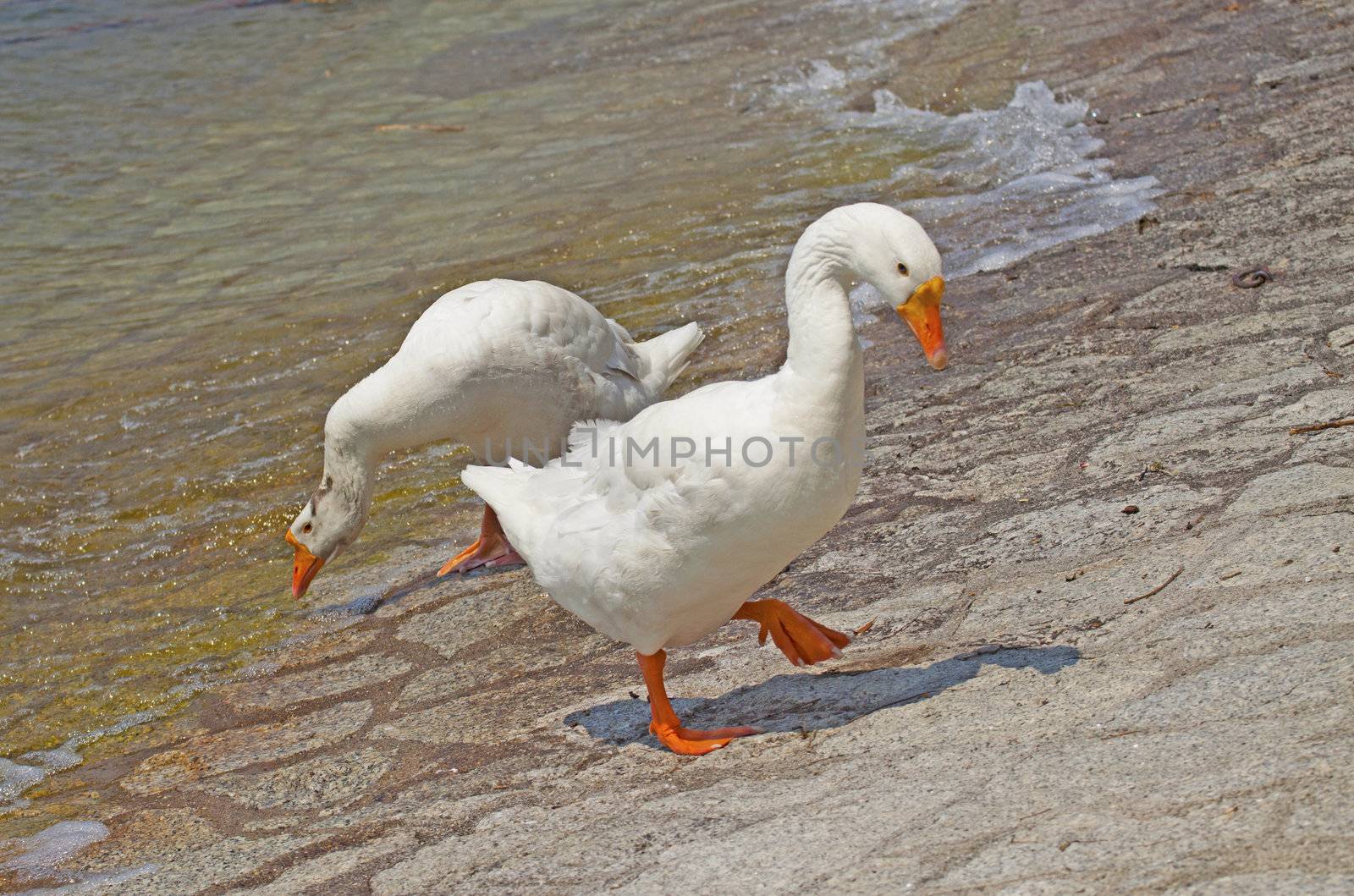 Two ducks walking cautiously near the water