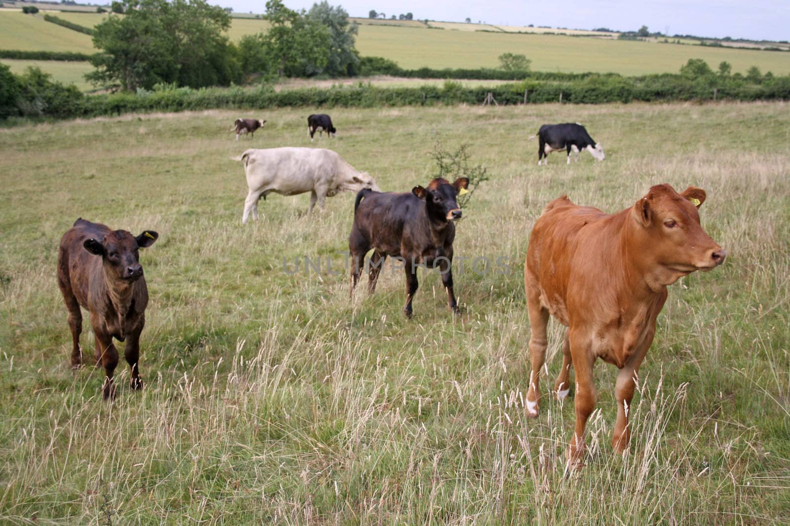 many cows grazing in field