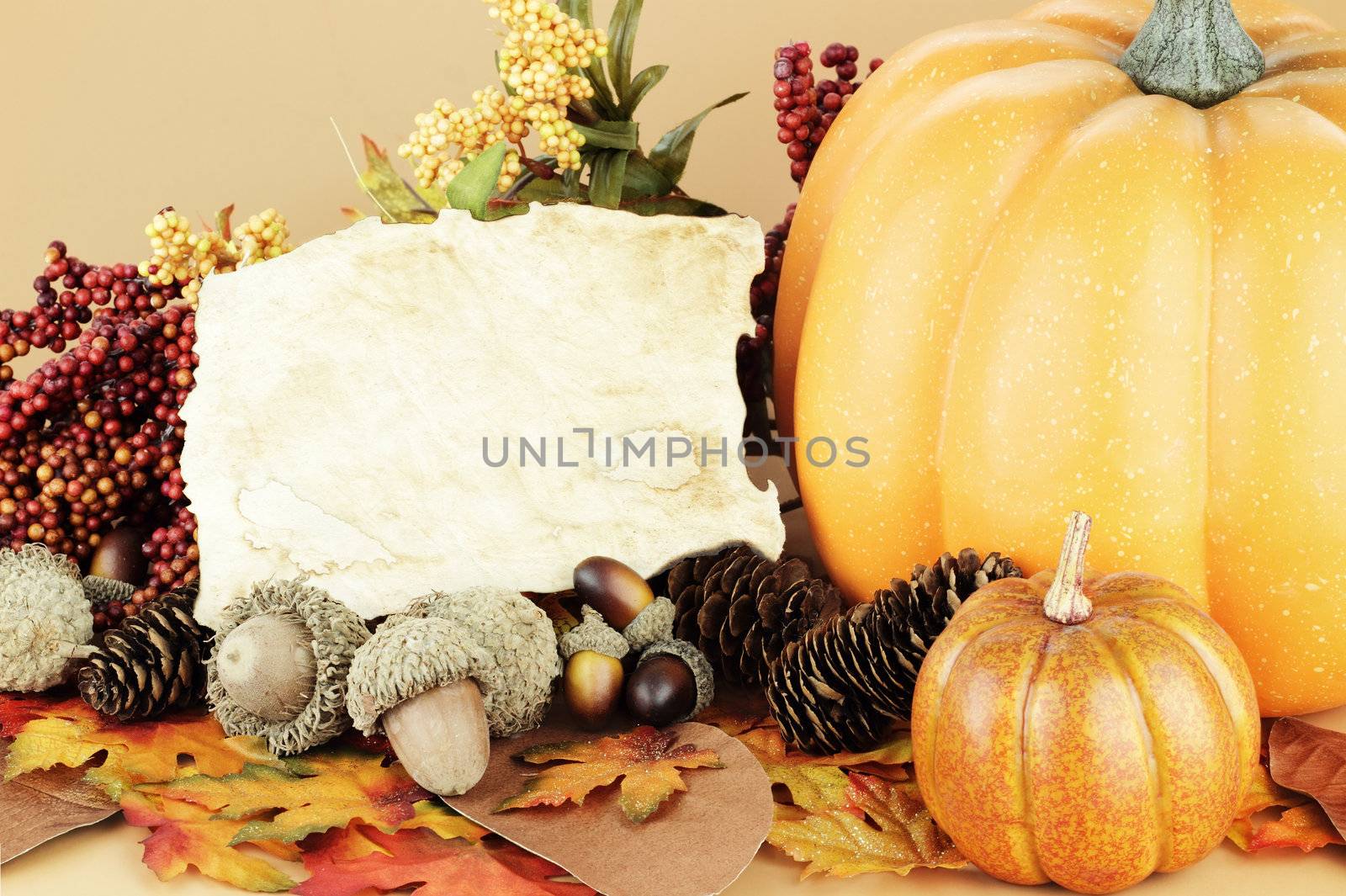 Blank Card with Autumn Display by StephanieFrey