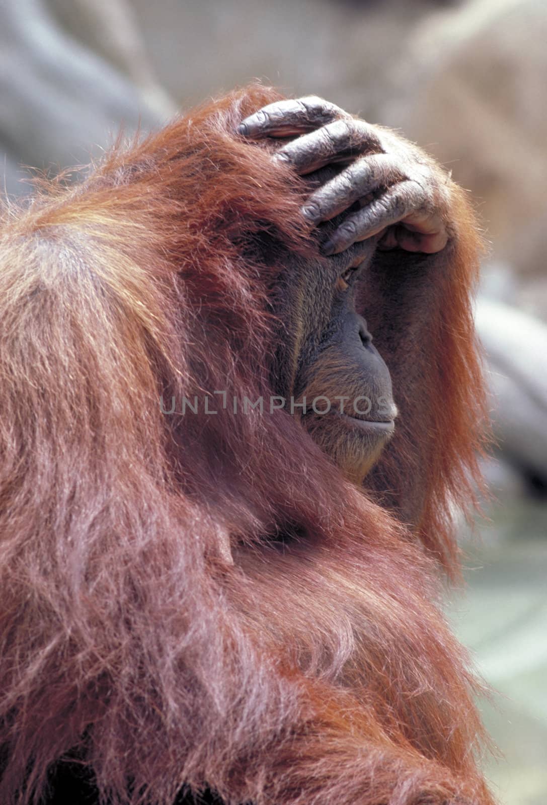 Orangutan by jol66