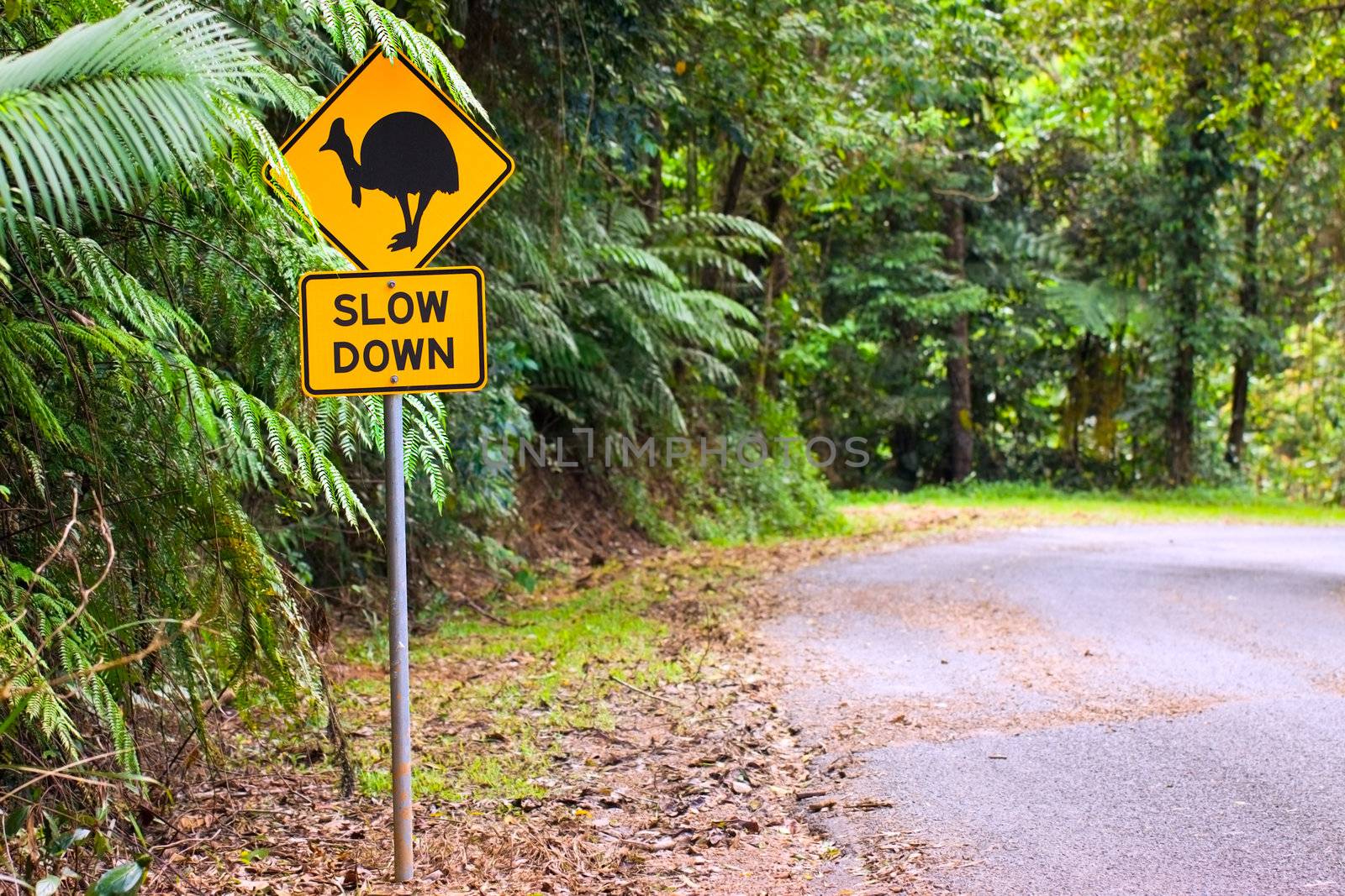 A cassowary road warning sign in the rainforest of north Queensland, Australia
