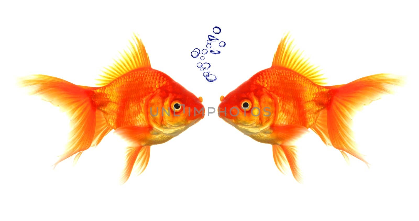 goldfish with bubbles showing discussion talk or conversation concept