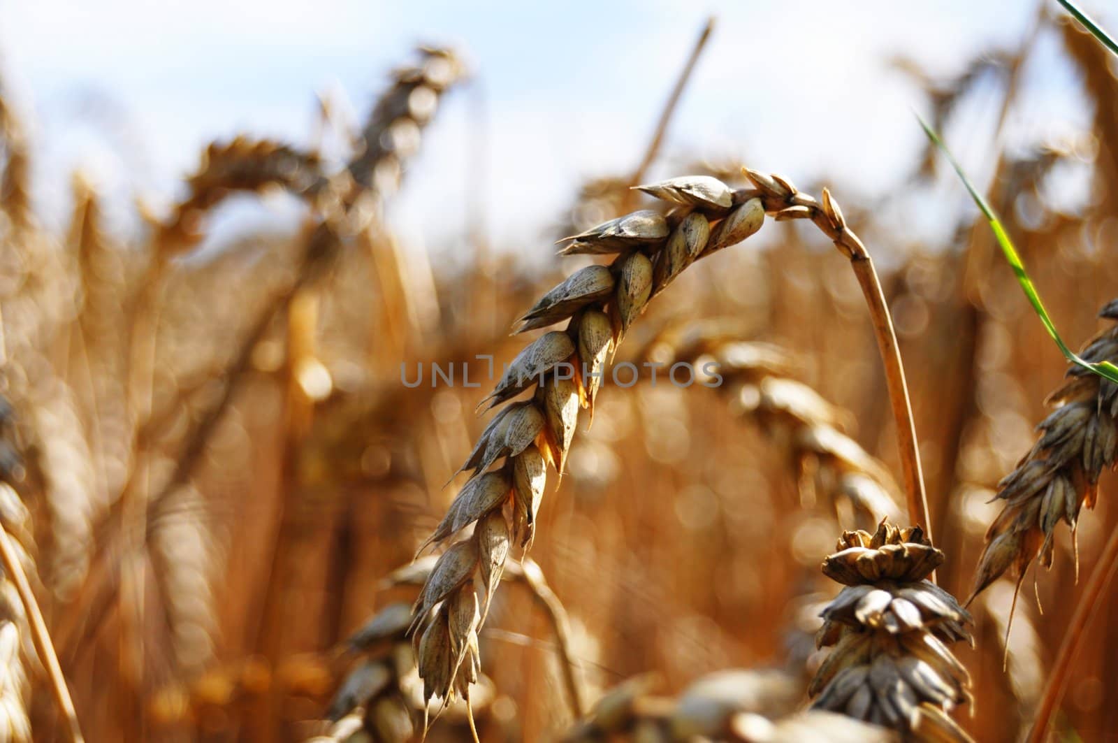 wheet grain on a summer field with sky showing food concept