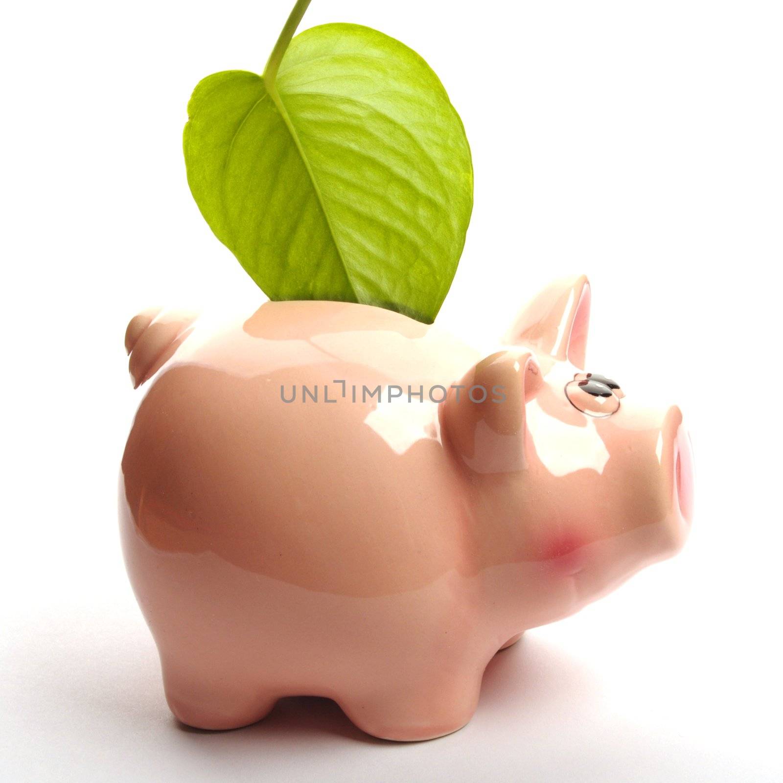 save the nature concept with piggybank an green leaf