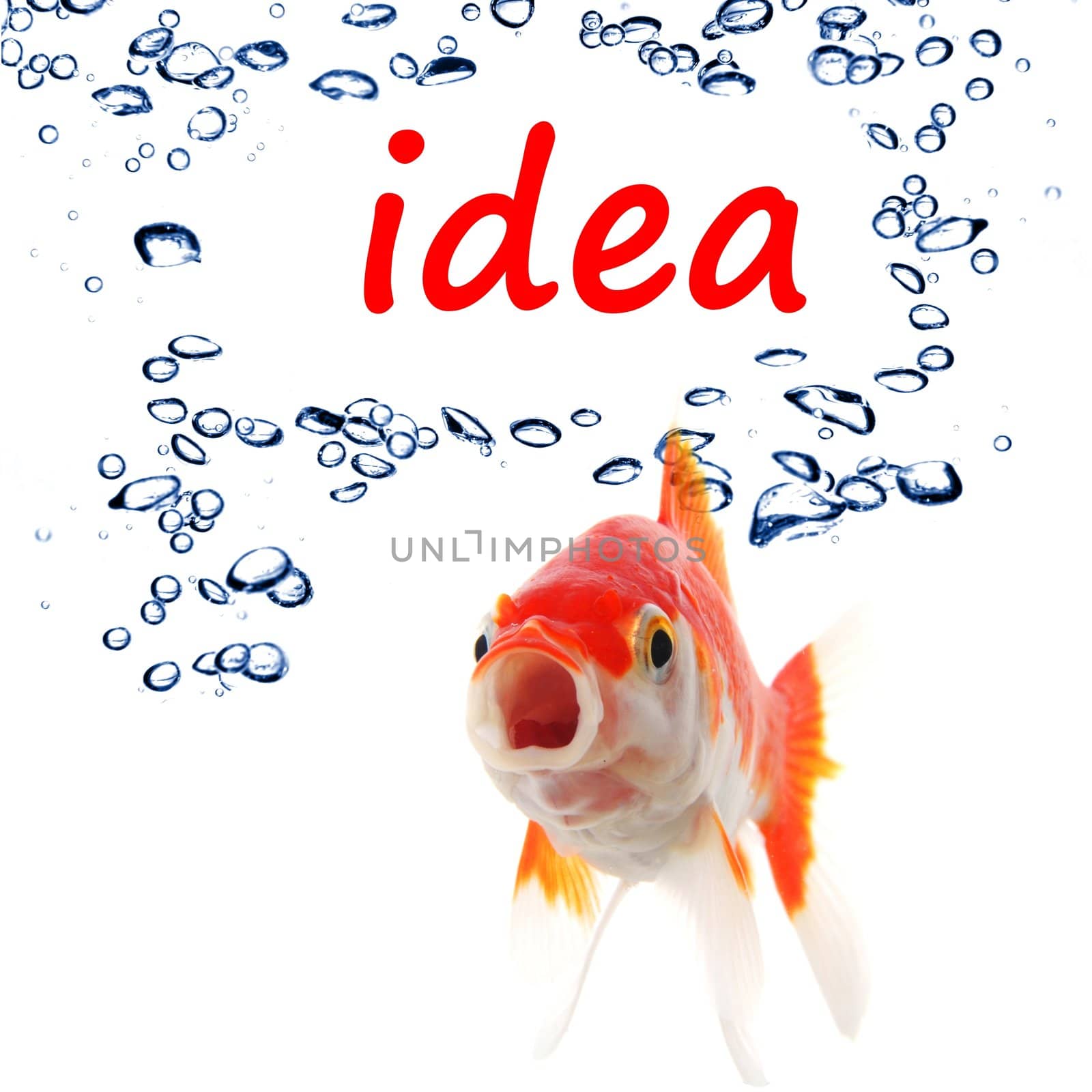 idea or creativity concept with goldfish and water bubbles on white