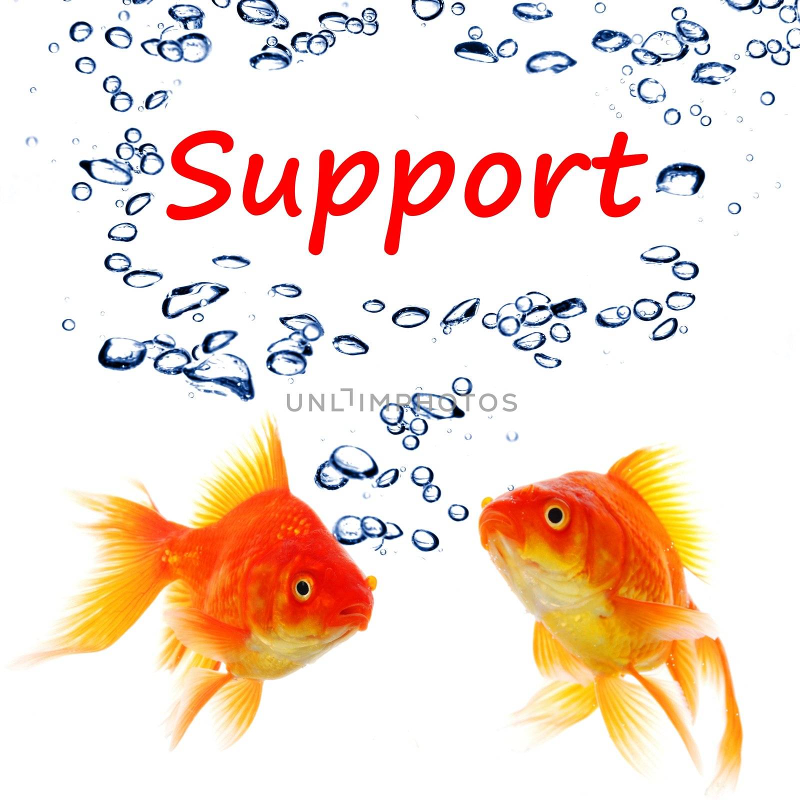 support or contact us concept with goldfish and water bubbles on white