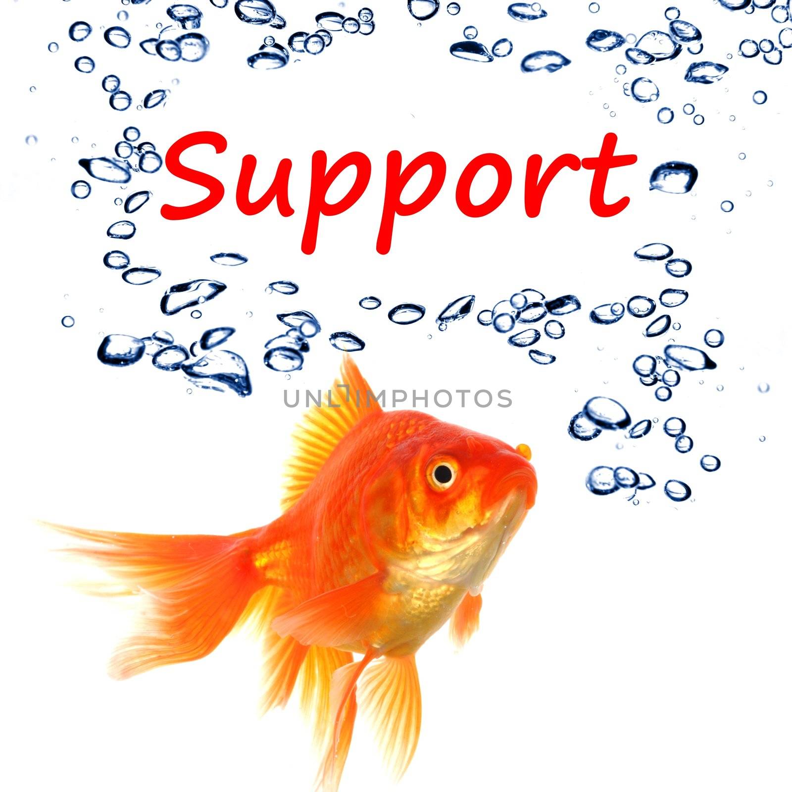 support or contact us concept with goldfish and water bubbles on white