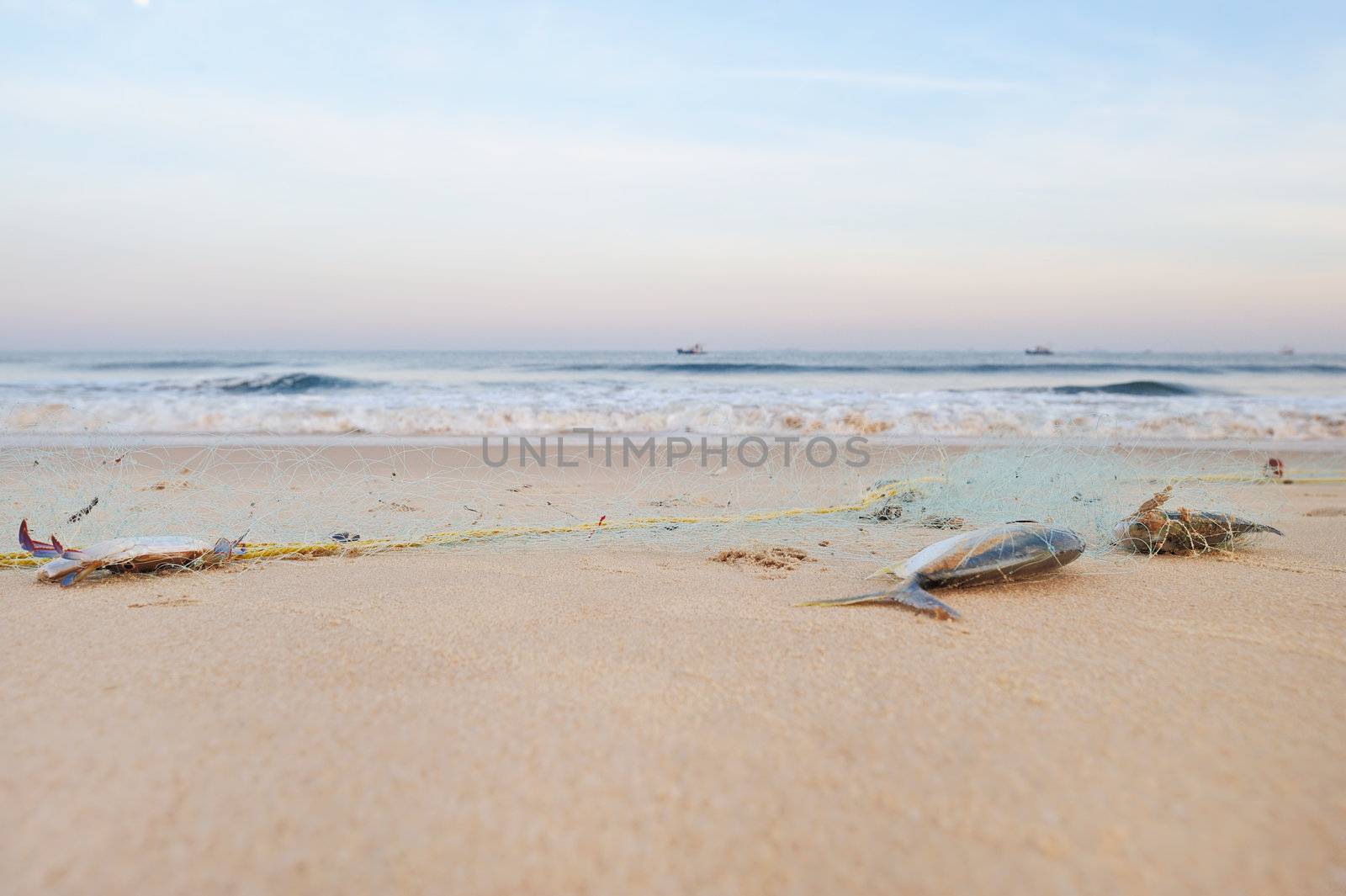 Dead fish in the fishing net, on the beach