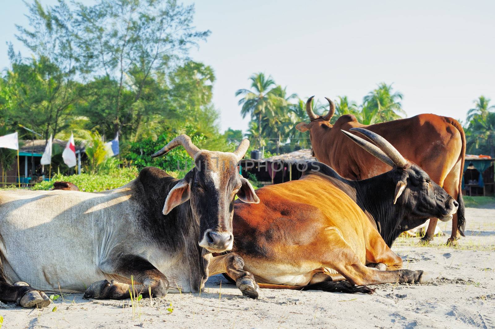 Rest of sacred cows on the beach in India