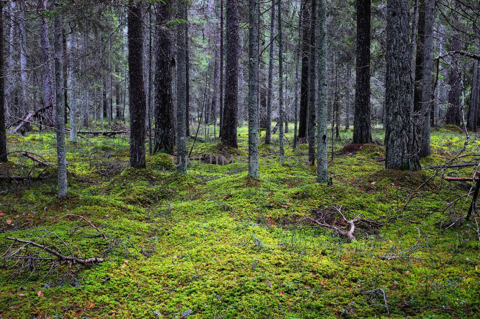 The dark thicket coniferous forest, overgrown with moss