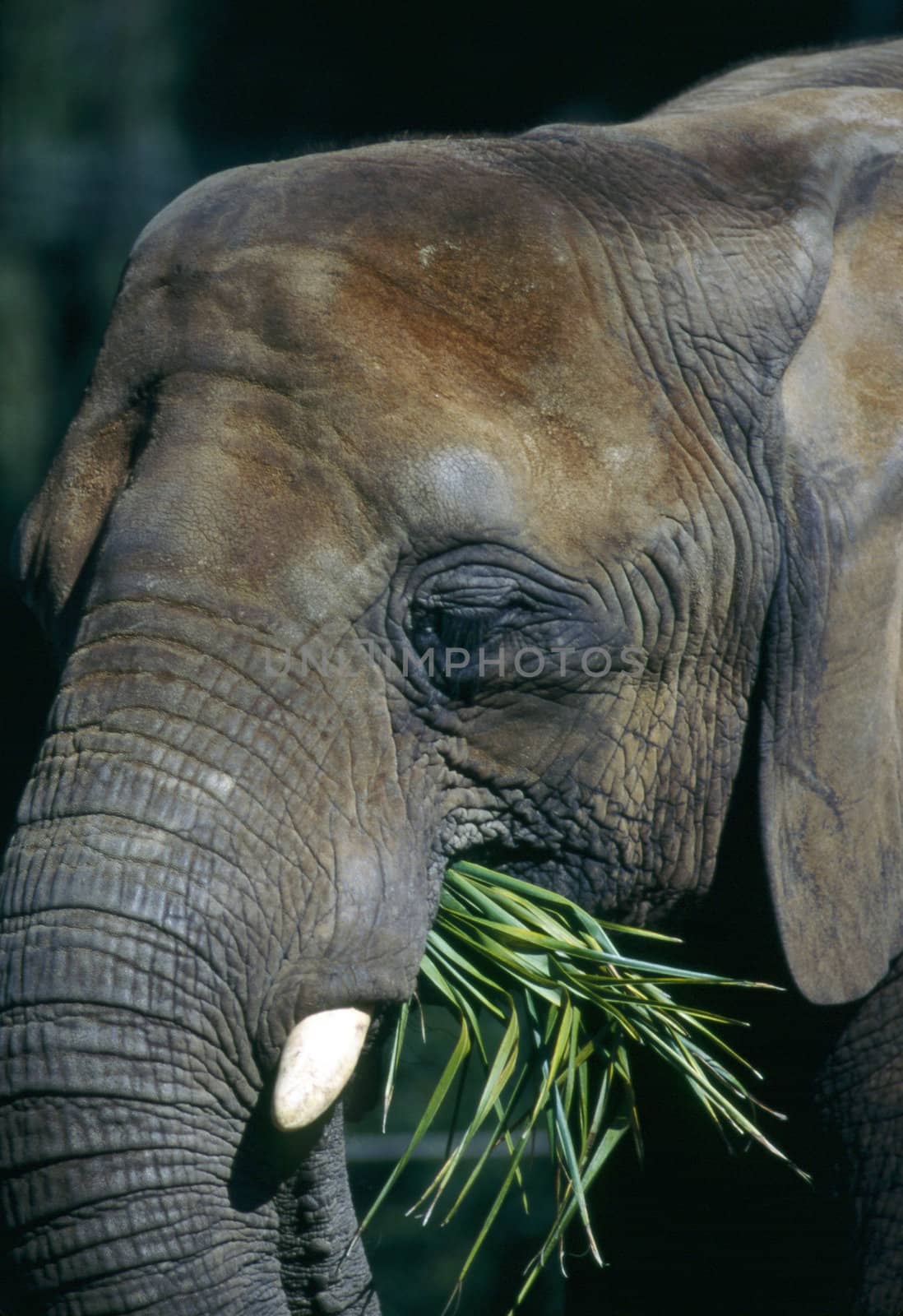 Elephant grazing