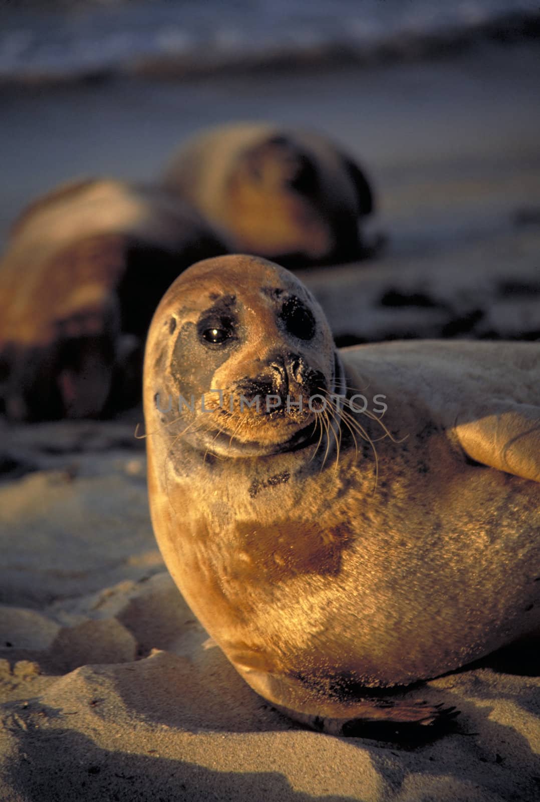 California seal resting on sandy beach