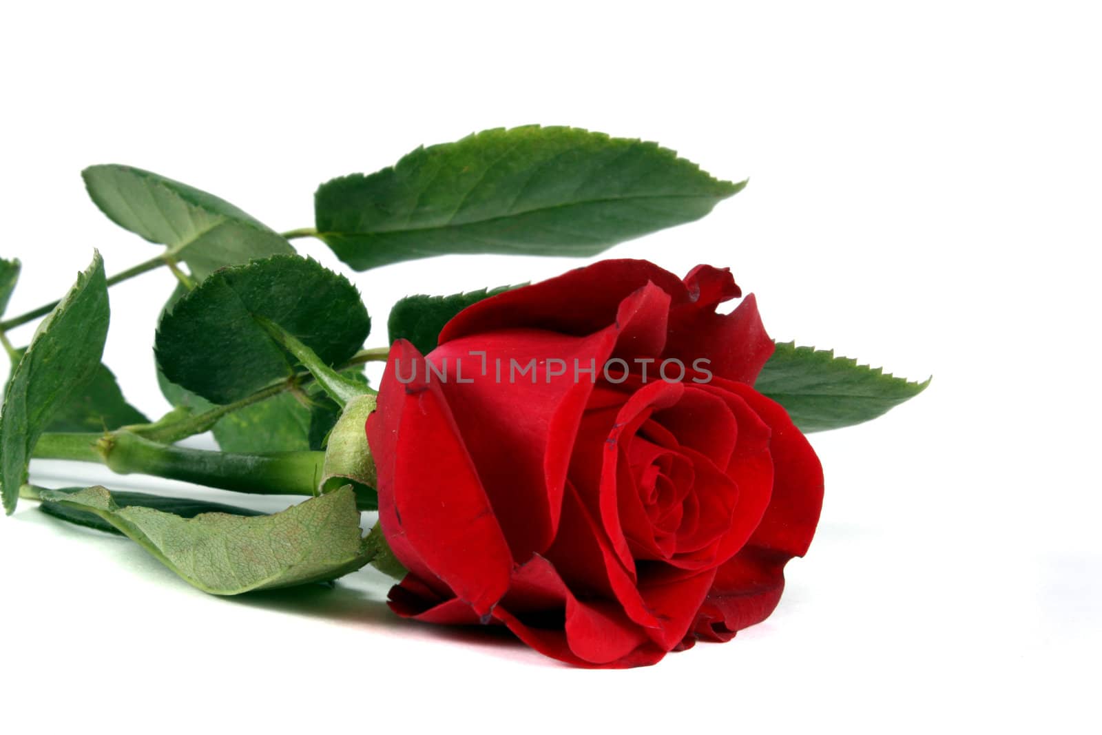 A red rose symbolizing love, on white background.