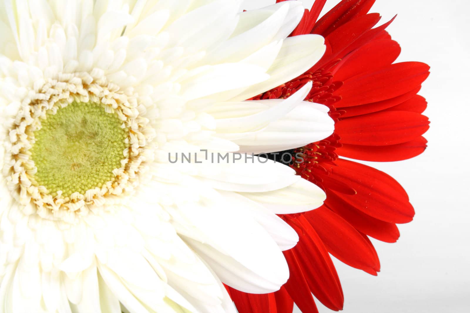 A background of a close view of red and white flowers, on white background.