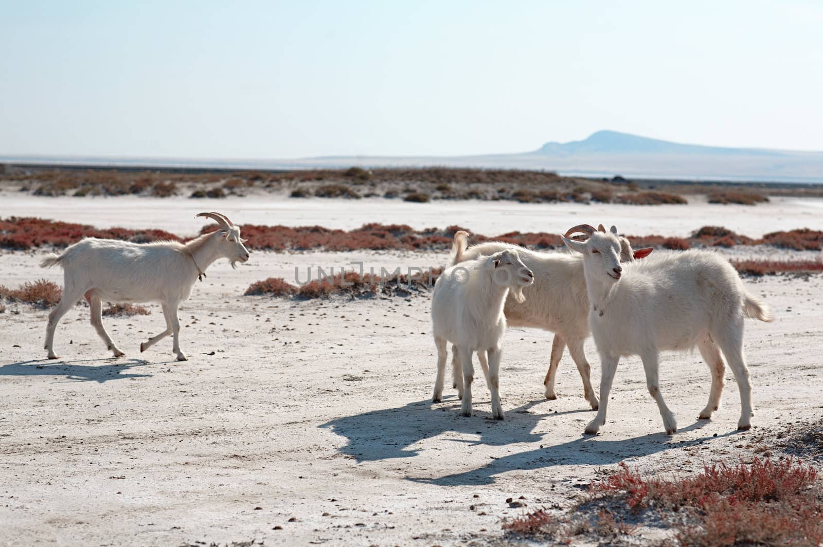 white goats outdoors