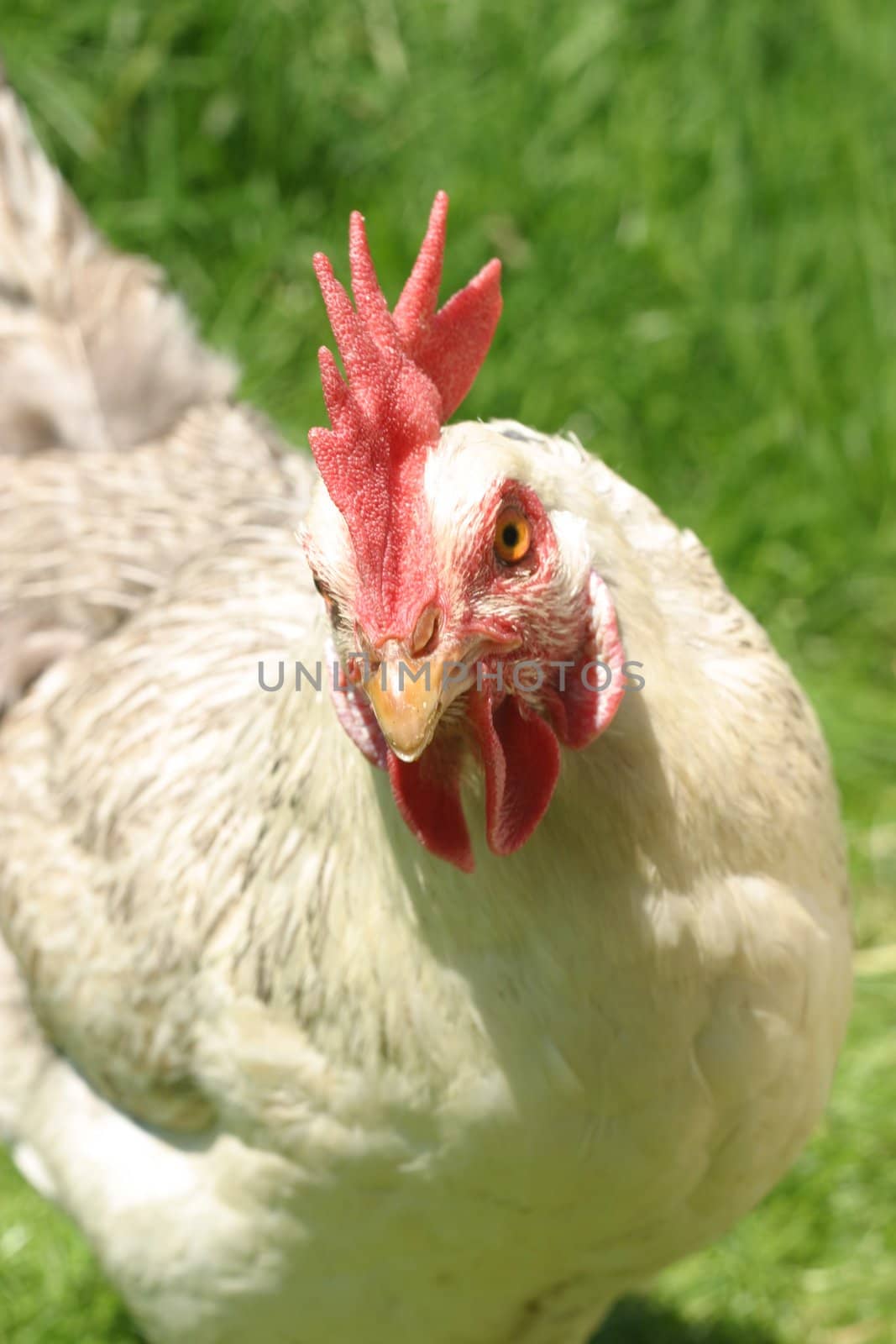 hen outside on a sunny and bright day