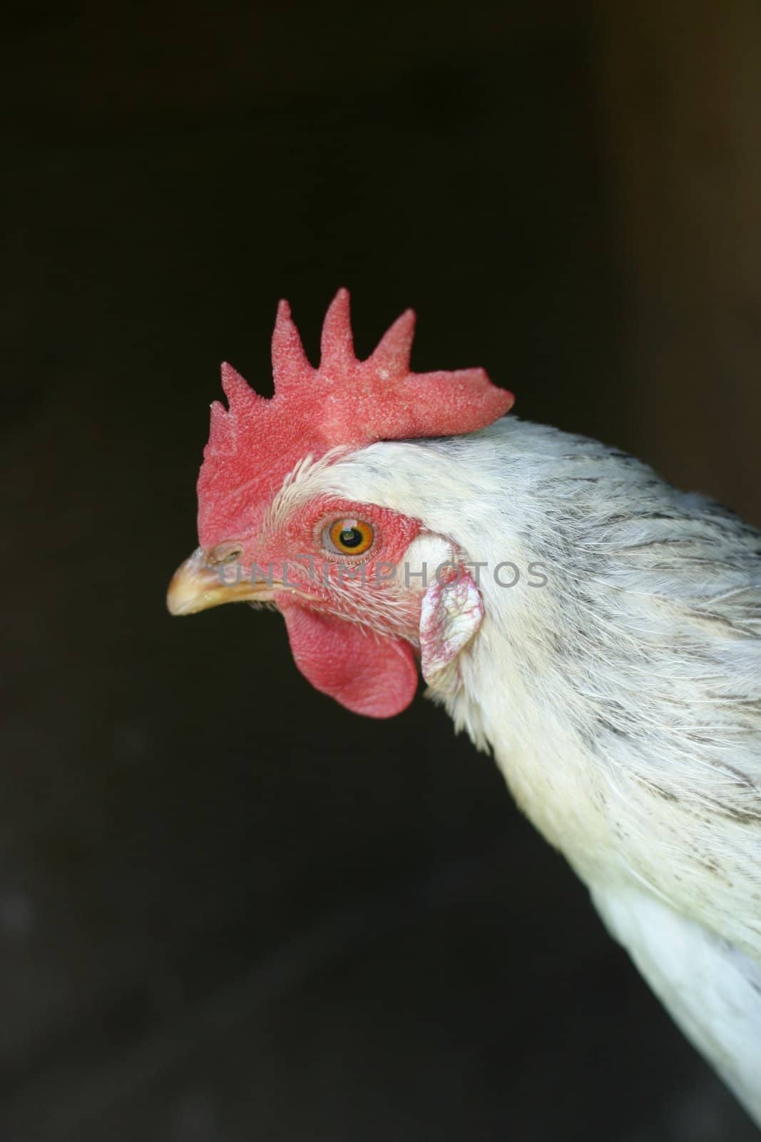 hen outside on a sunny and bright day