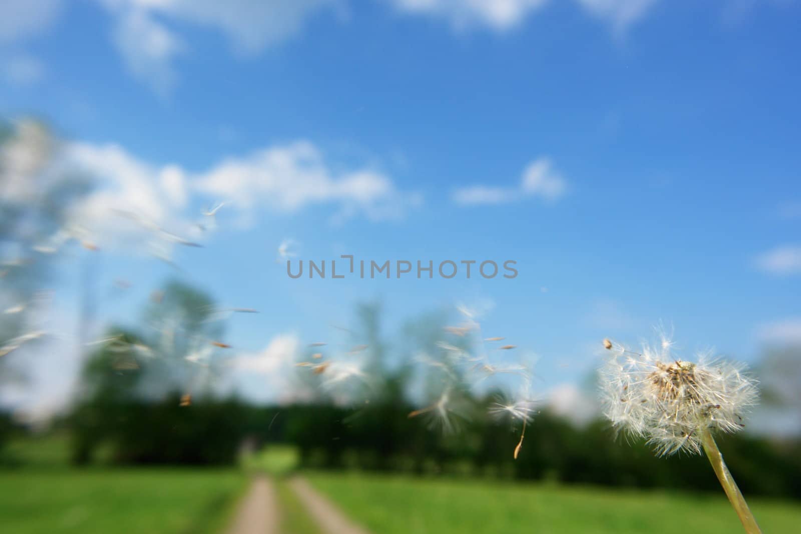 blowball dandelion clock at springtime in the wind