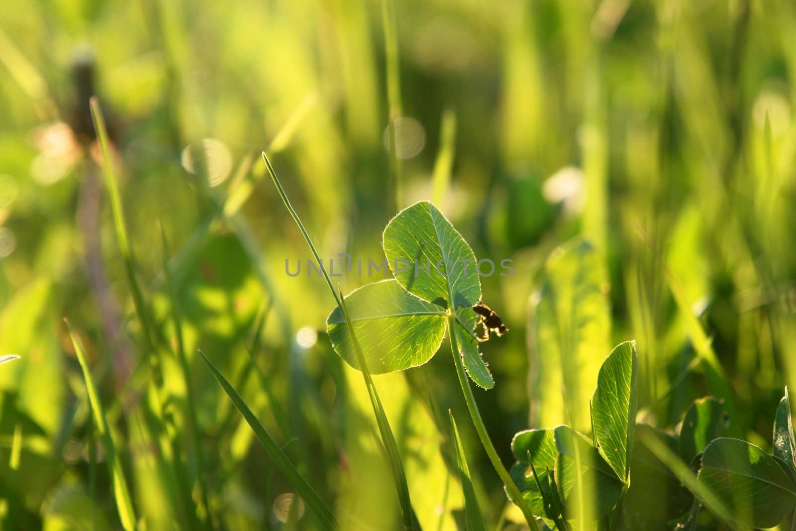 Close-up of a nice shining grass outside