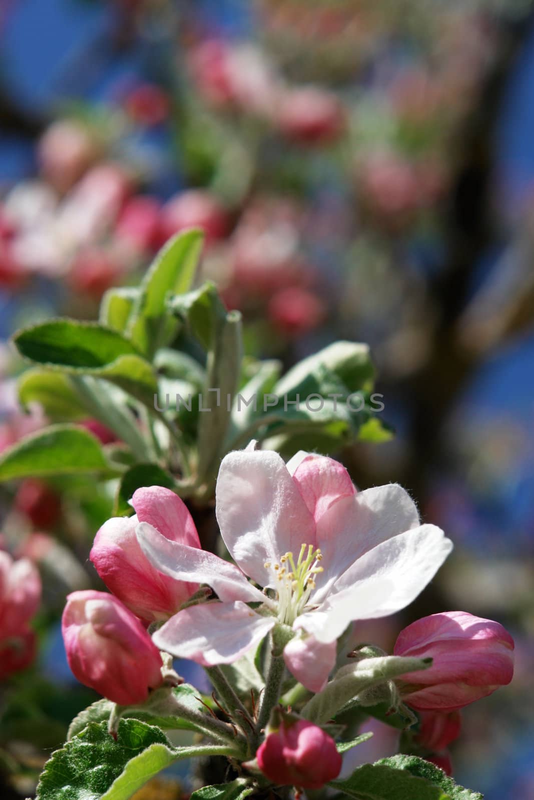 apple blossom by yucas