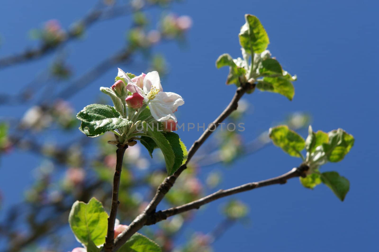 apple blossoms against blue sky on a sunny day