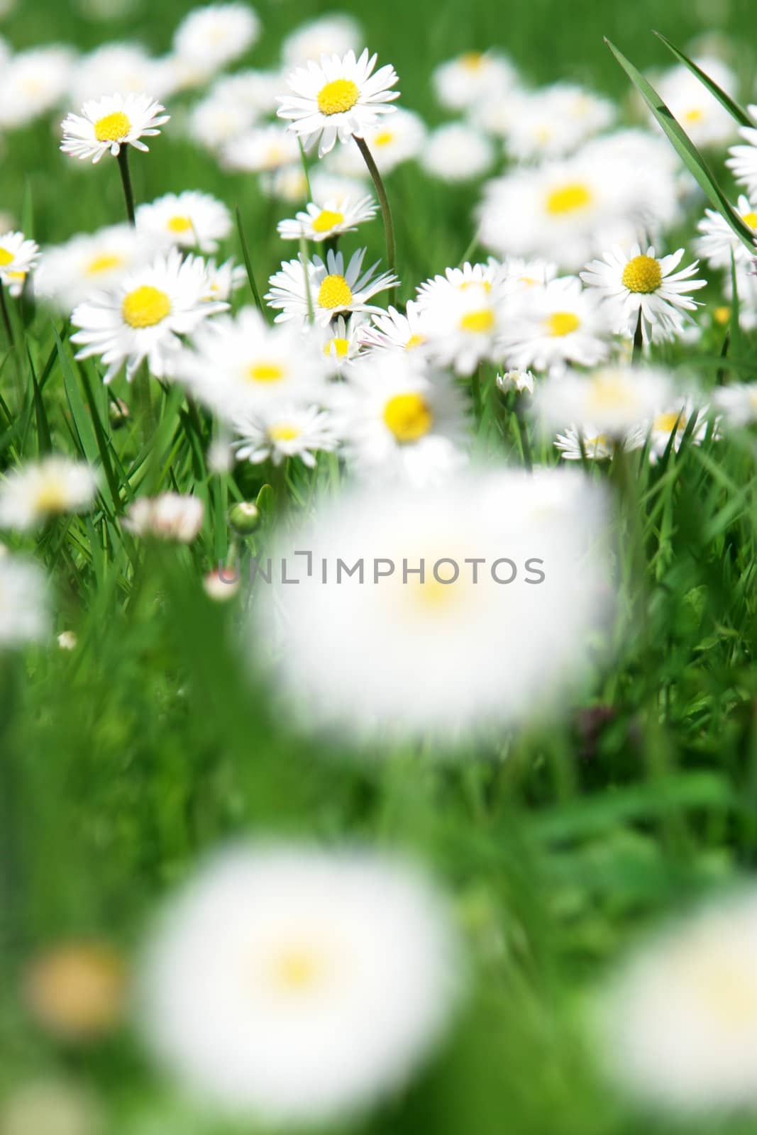 Daisies in the meadow at spring time