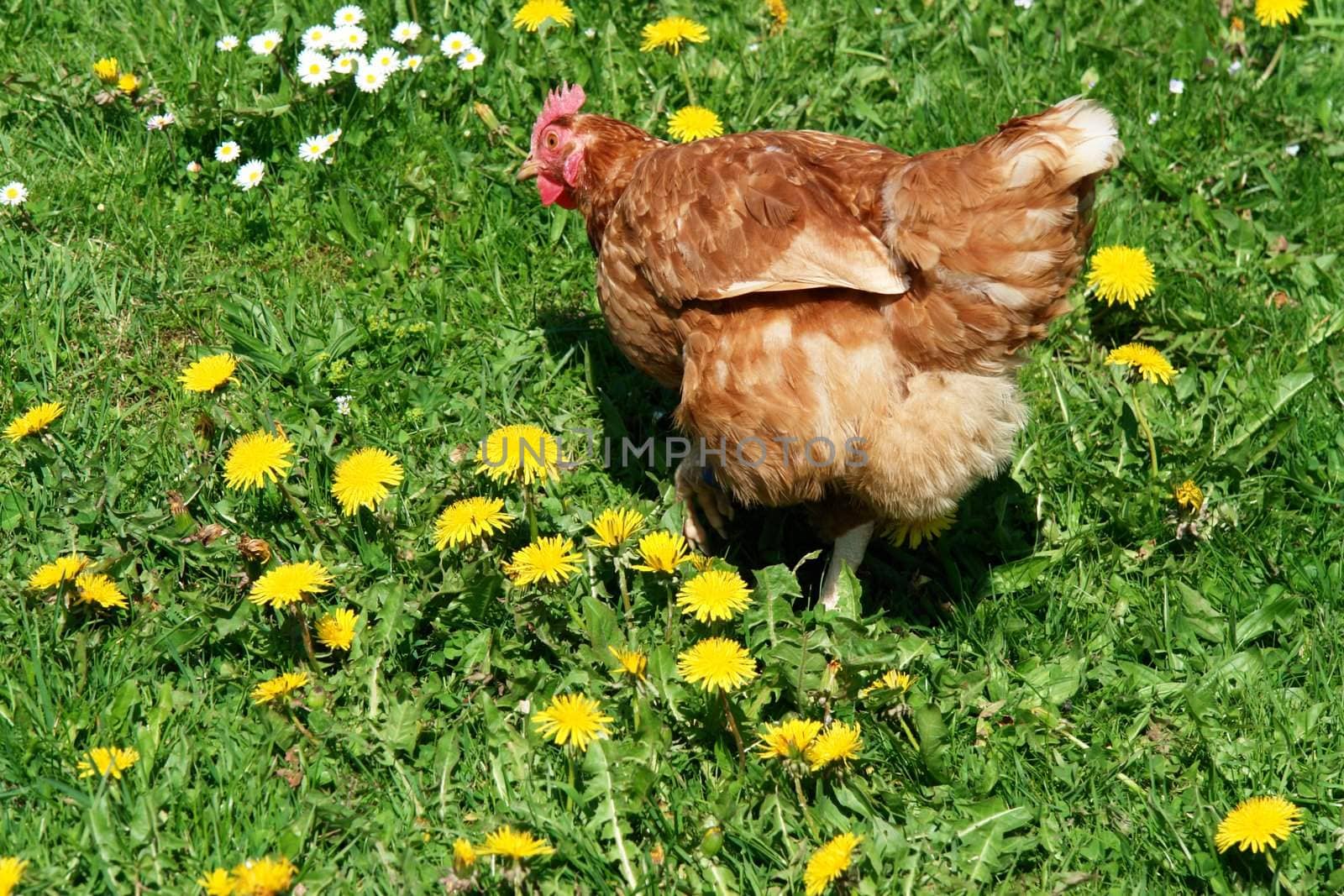 Hen outside in the meadow at spring