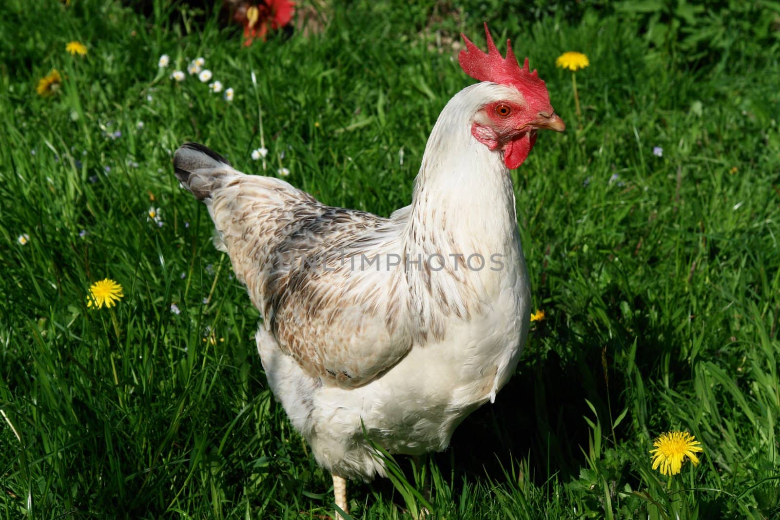 Hen outside in the meadow at spring