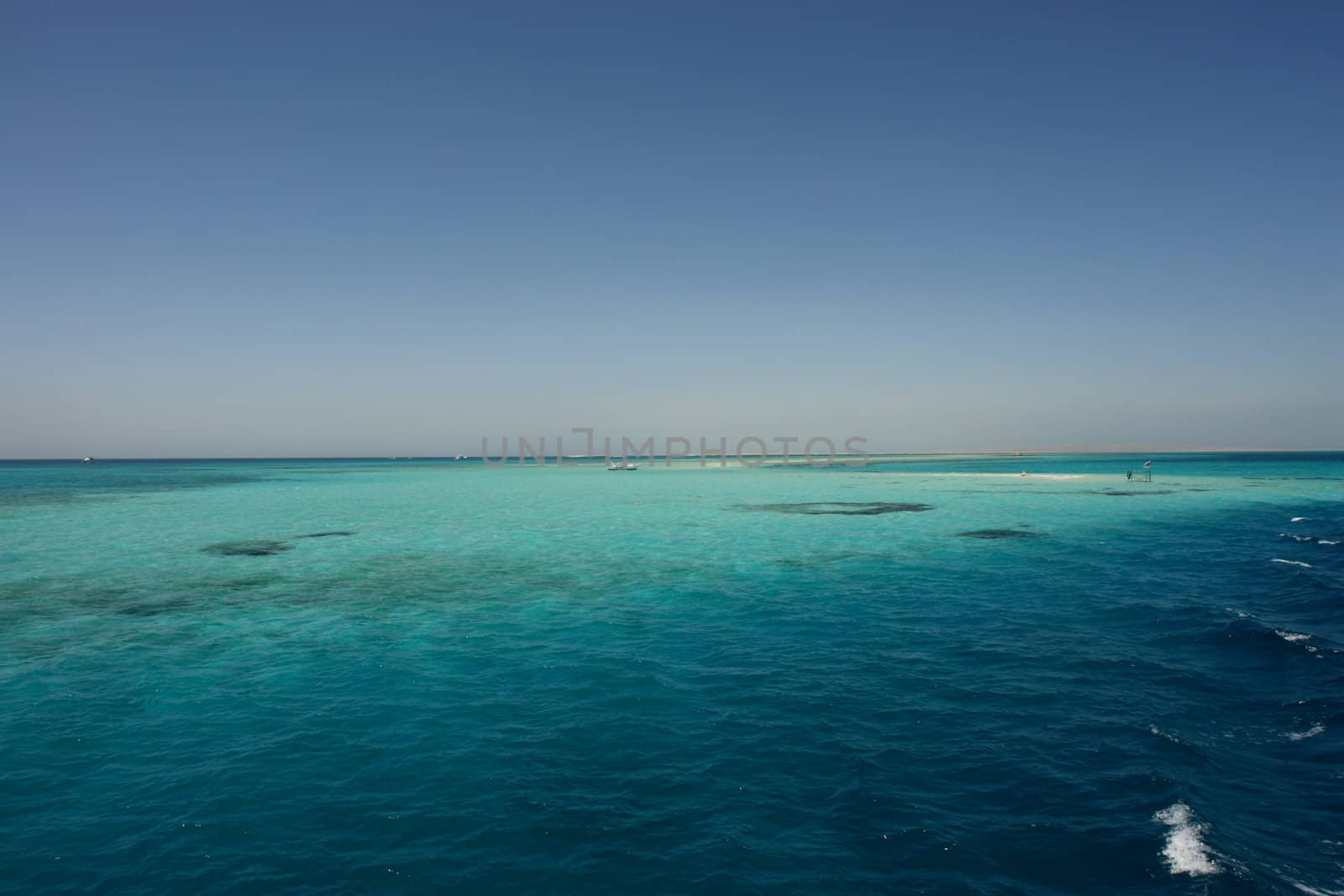 a coral reef in the red sea