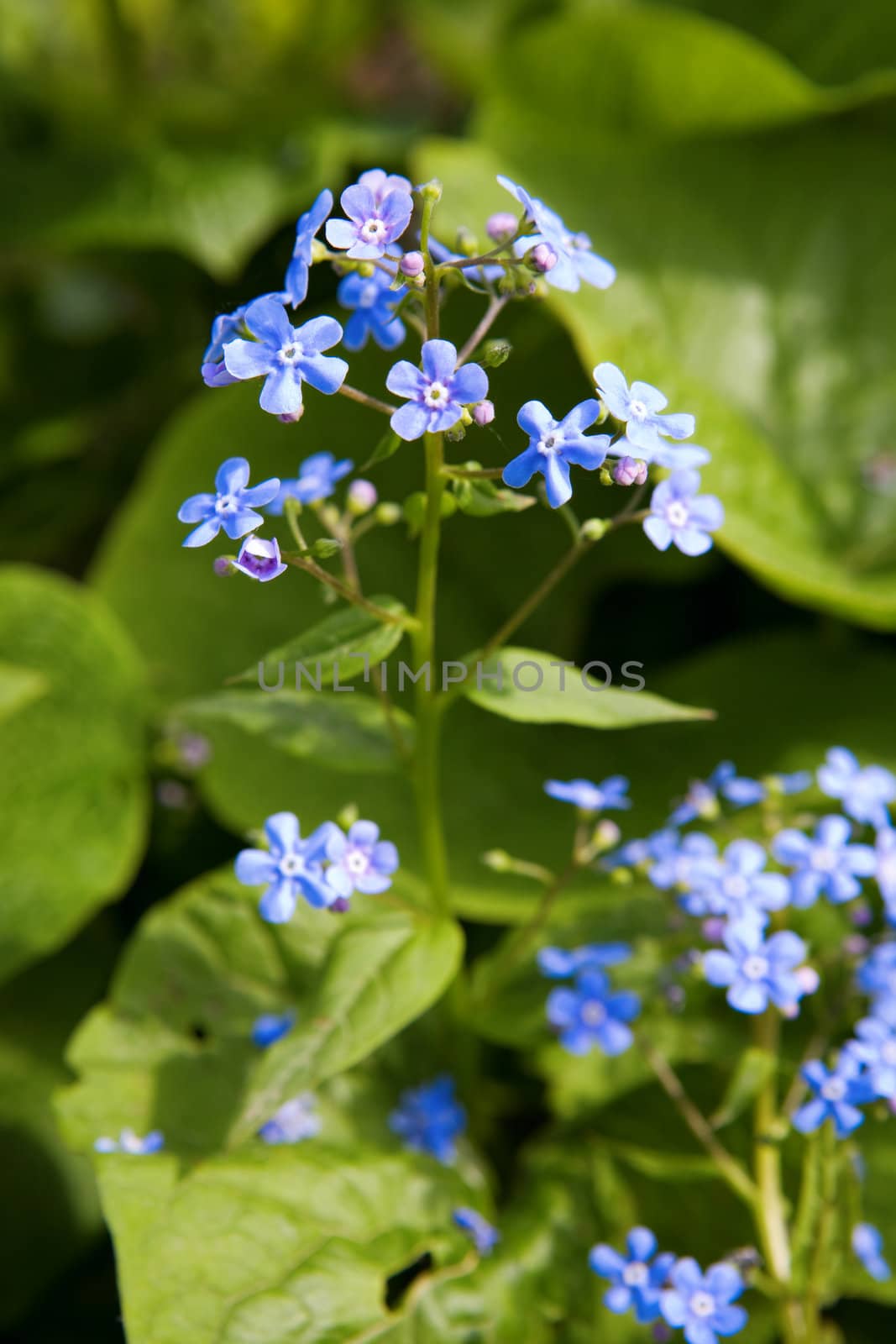 small blue flowers in spring