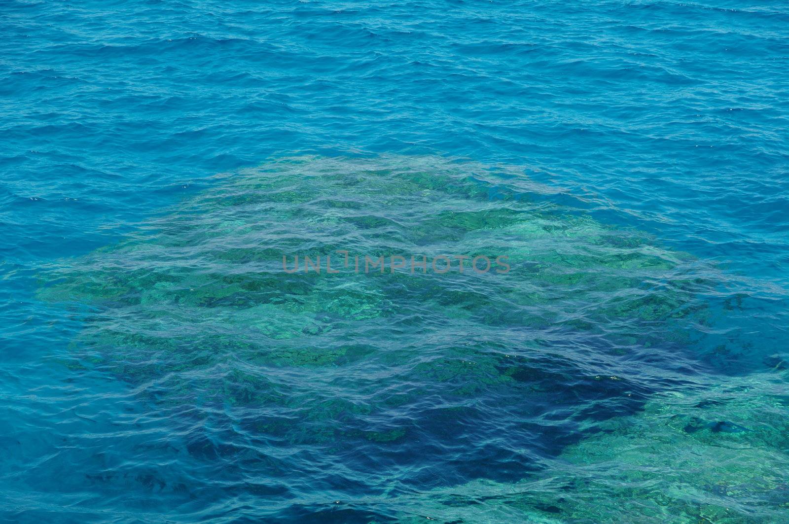 coral reef in the red sea on sunny day