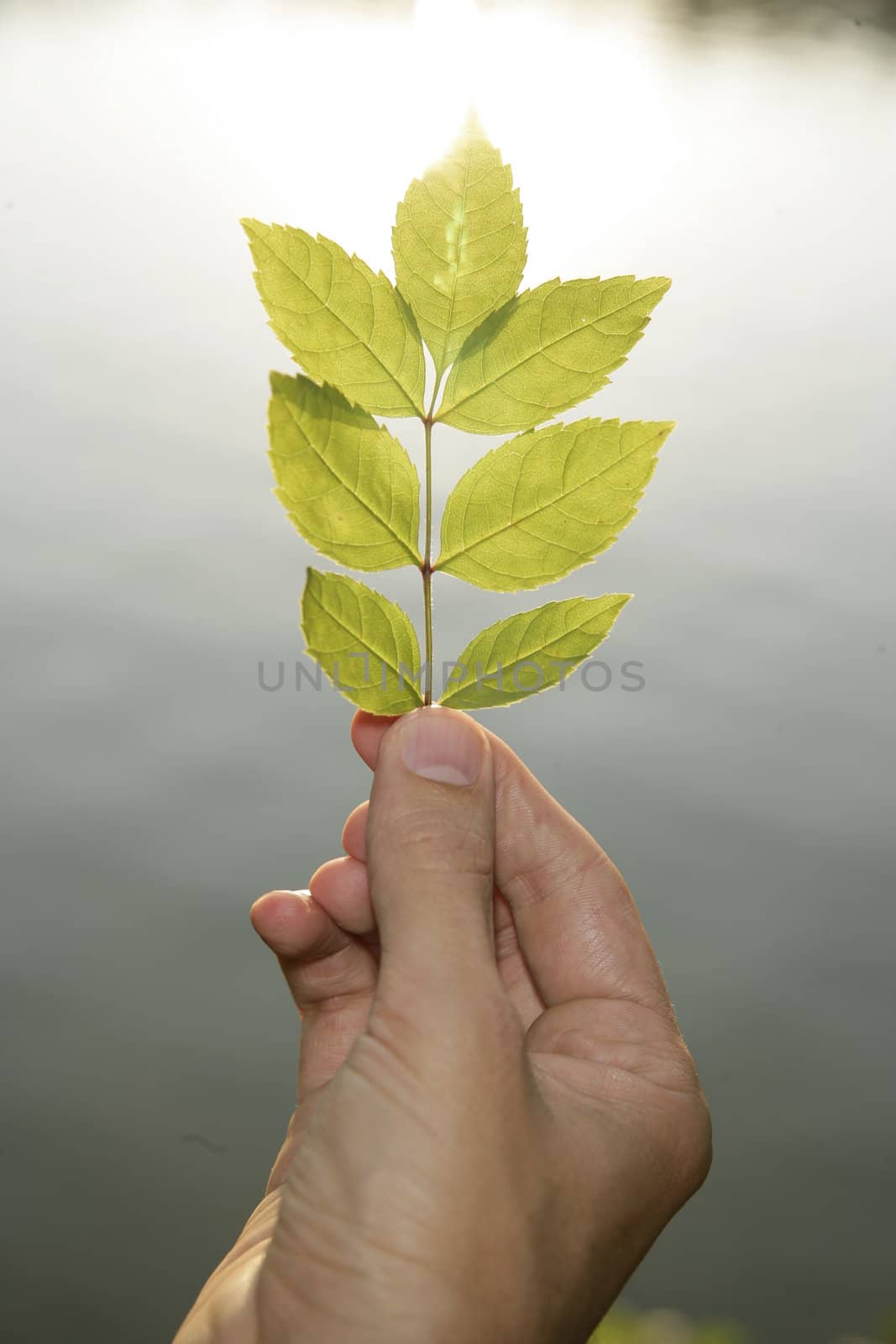 Picture of a small green plant outside..