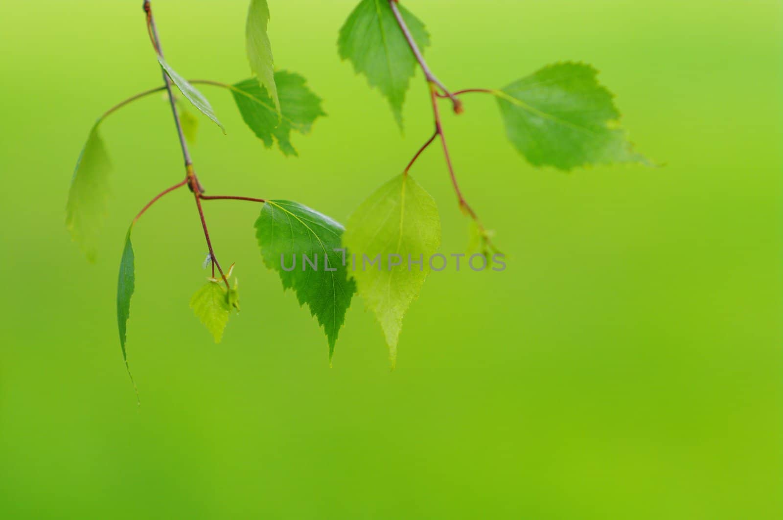 green leaves foliage at springtime outside in the nature