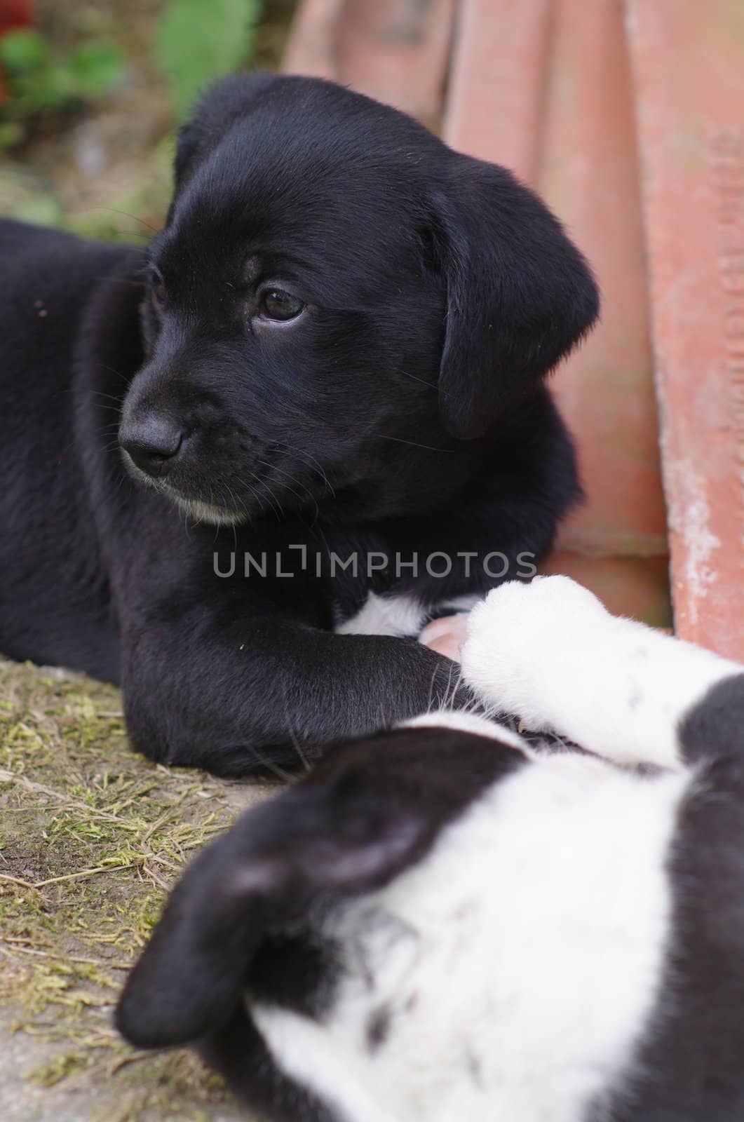 cute puppies in the meadow in spring time