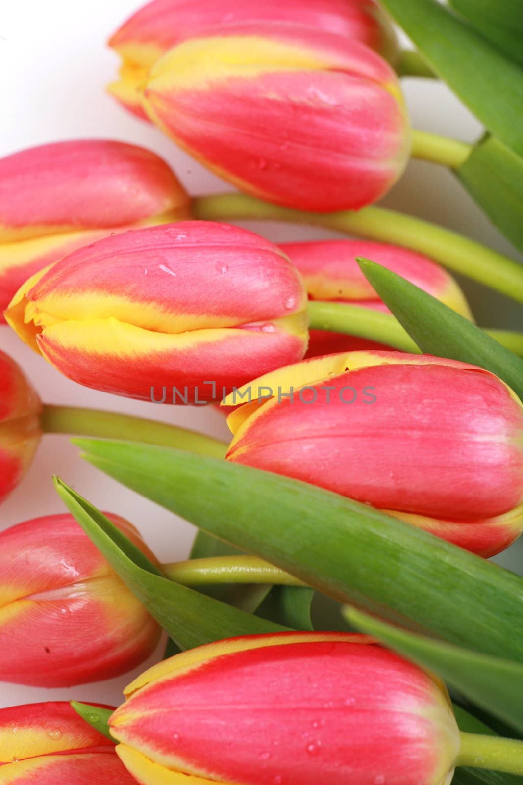 Tulips isolated on a white and background