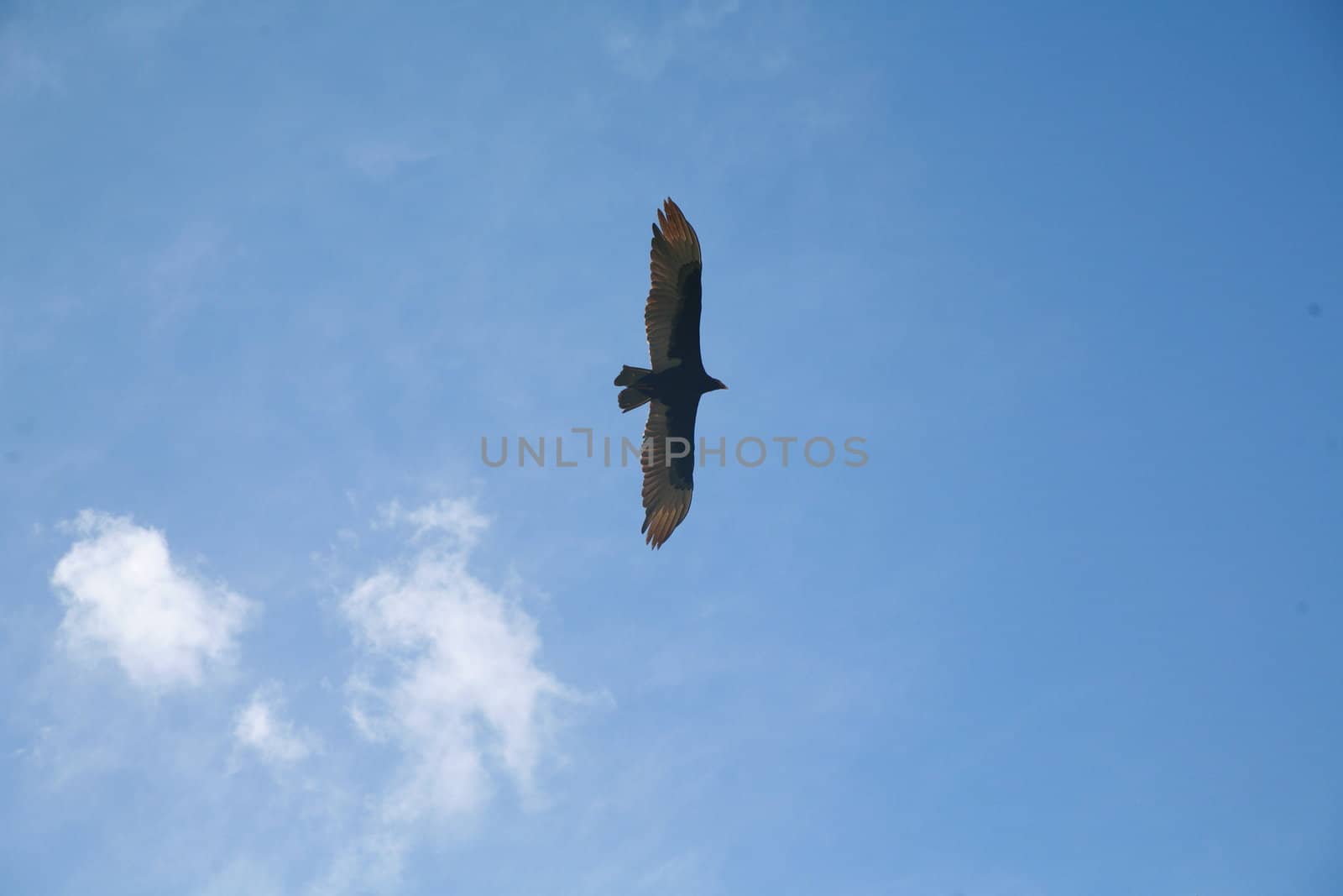 Picture of a flying eagle infront of wonderfull clouds