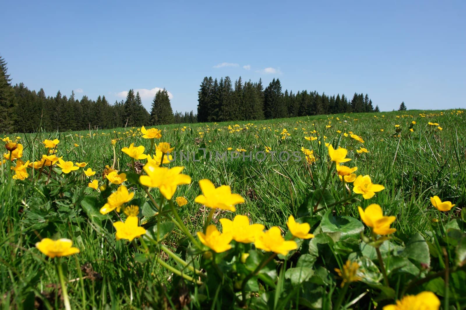 Beautiful spring Landscape with flowers outside nature