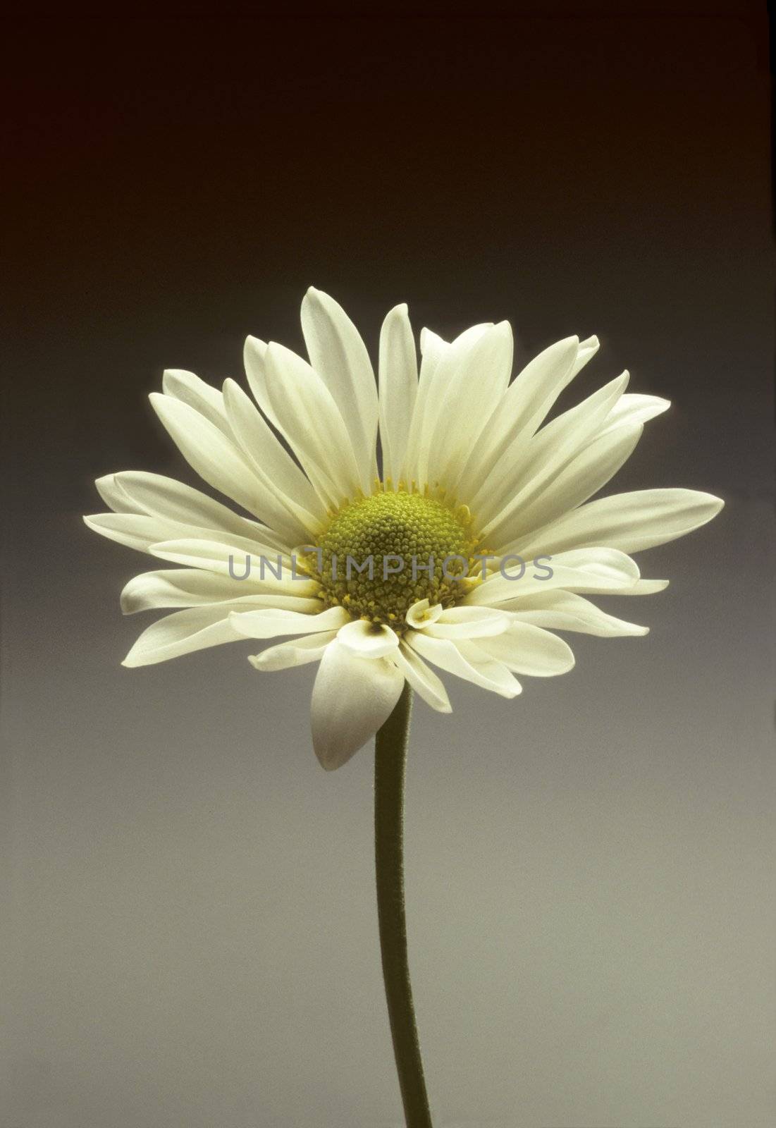 Single white daisy against a gray gradated background