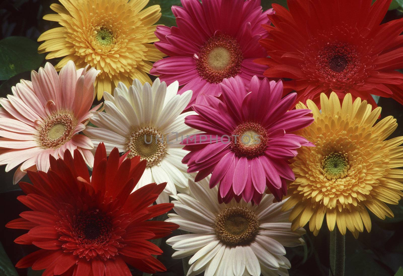 Arrangement of colorful Gerber daisies